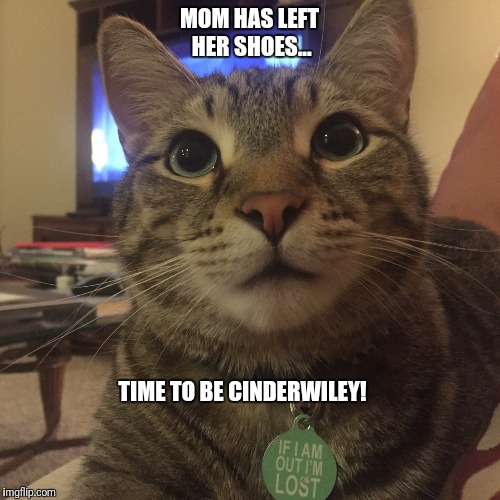 Cinderwiley | MOM HAS LEFT HER SHOES... TIME TO BE CINDERWILEY! | image tagged in cat,cinderella,shoes | made w/ Imgflip meme maker