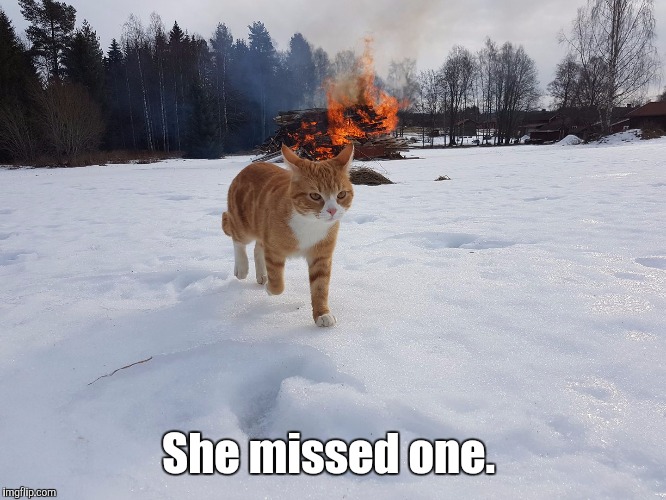 Havoc Cat | She missed one. | image tagged in havoc cat | made w/ Imgflip meme maker