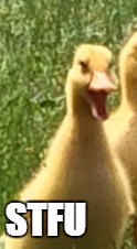 Screaming Duck | STFU | image tagged in stfu,duck,scream,screaming | made w/ Imgflip meme maker