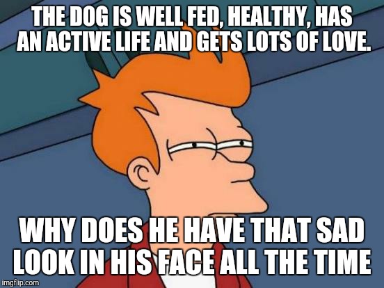 Futurama Fry | THE DOG IS WELL FED, HEALTHY, HAS AN ACTIVE LIFE AND GETS LOTS OF LOVE. WHY DOES HE HAVE THAT SAD LOOK IN HIS FACE ALL THE TIME | image tagged in memes,futurama fry | made w/ Imgflip meme maker