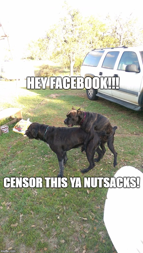 HEY FACEBOOK!!! CENSOR THIS YA NUTSACKS! | image tagged in facebook bots | made w/ Imgflip meme maker