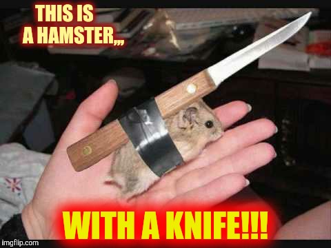 Lock and Load Hamster | THIS IS     A HAMSTER,,, WITH A KNIFE!!! | image tagged in lock and load hamster | made w/ Imgflip meme maker