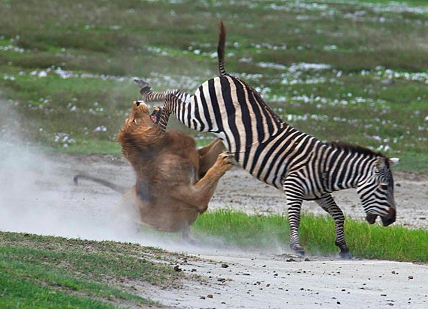 zebra kicks lion Blank Meme Template