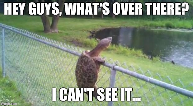 turtle fence escape | HEY GUYS, WHAT'S OVER THERE? I CAN'T SEE IT... | image tagged in turtle fence escape | made w/ Imgflip meme maker
