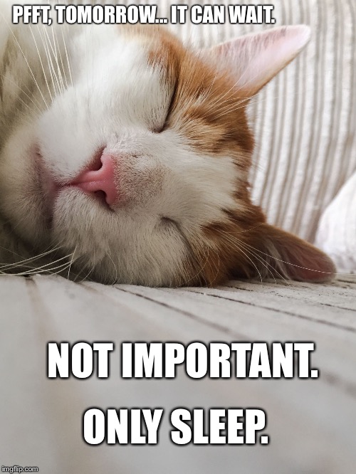 PFFT, TOMORROW... IT CAN WAIT. NOT IMPORTANT. ONLY SLEEP. | image tagged in sleepcat | made w/ Imgflip meme maker