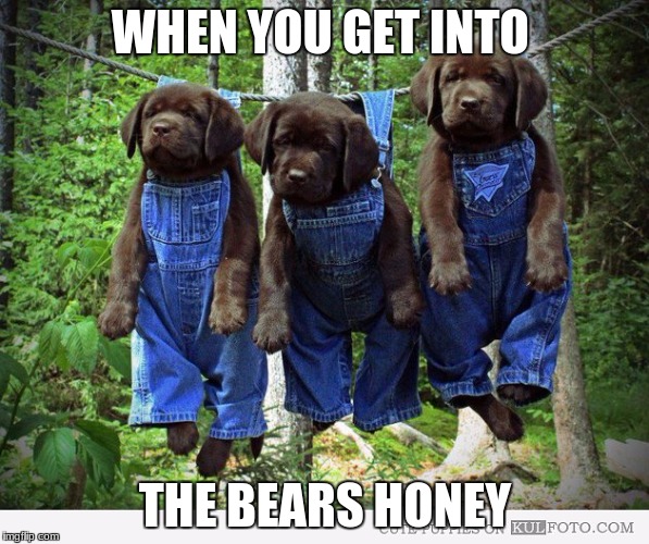 WHEN YOU GET INTO; THE BEARS HONEY | image tagged in puppys | made w/ Imgflip meme maker