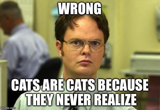 WRONG CATS ARE CATS BECAUSE THEY NEVER REALIZE | made w/ Imgflip meme maker