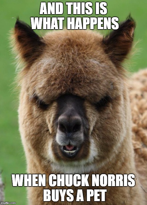 Alpaca Staredown | AND THIS IS WHAT HAPPENS; WHEN CHUCK NORRIS BUYS A PET | image tagged in alpaca staredown | made w/ Imgflip meme maker
