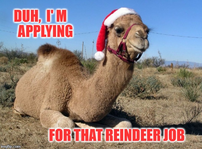 Christmas Camel Memes - Imgflip