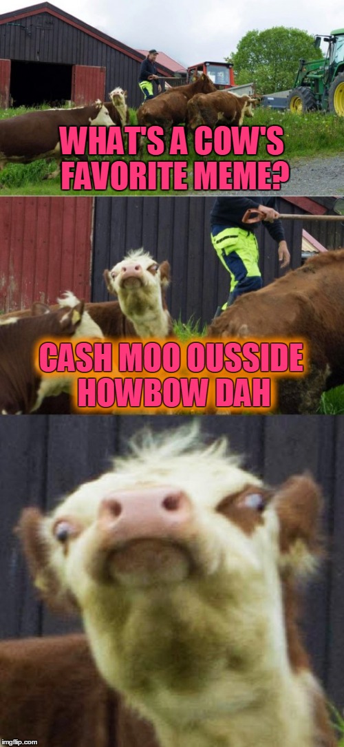 Hahahahahaha no not really | WHAT'S A COW'S FAVORITE MEME? CASH MOO OUSSIDE HOWBOW DAH; CASH MOO OUSSIDE HOWBOW DAH | image tagged in bad pun cow,memes,bad puns,cash me ousside howbow dah,dead memes | made w/ Imgflip meme maker