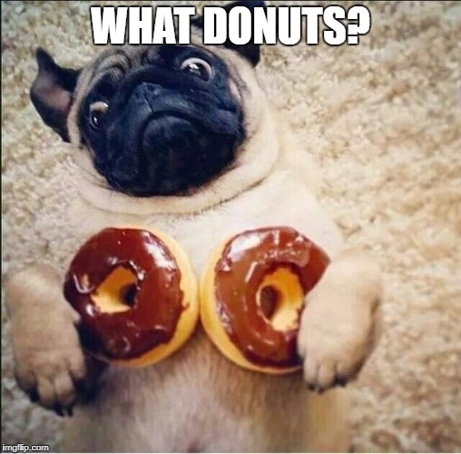 WHAT DONUTS? | image tagged in pugs,funny diet | made w/ Imgflip meme maker