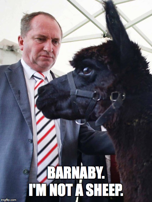 BARNABY. I'M NOT A SHEEP. | image tagged in barnaby,sheep | made w/ Imgflip meme maker