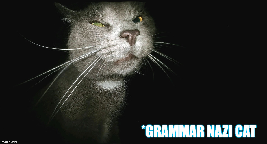 Stalker Cat | *GRAMMAR NAZI CAT | image tagged in stalker cat | made w/ Imgflip meme maker