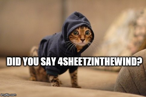 Hoody Cat | DID YOU SAY 4SHEETZINTHEWIND? | image tagged in memes,hoody cat | made w/ Imgflip meme maker