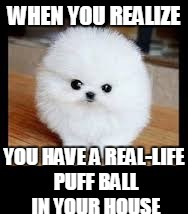 cute pomeranian | WHEN YOU REALIZE; YOU HAVE A REAL-LIFE PUFF BALL IN YOUR HOUSE | image tagged in dogs,cute dog | made w/ Imgflip meme maker