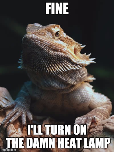 Disgruntled Lizard | FINE; I'LL TURN ON THE DAMN HEAT LAMP | image tagged in memes,animals,lizards | made w/ Imgflip meme maker