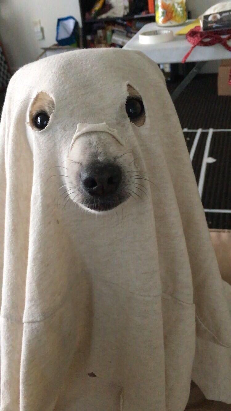 funny ghost dog Blank Meme Template