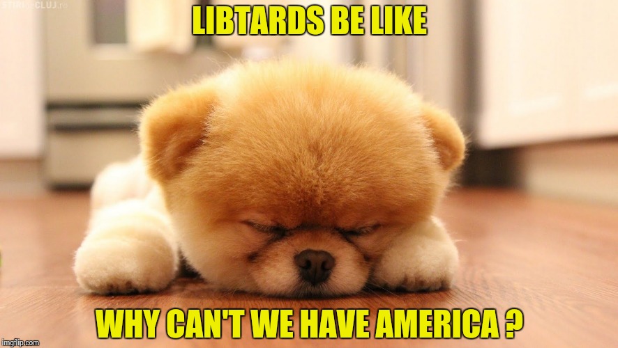 Sleeping dog | LIBTARDS BE LIKE WHY CAN'T WE HAVE AMERICA ? | image tagged in sleeping dog | made w/ Imgflip meme maker