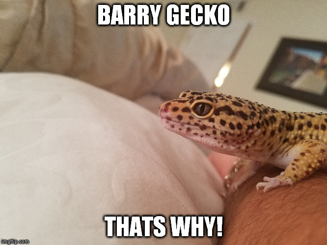 Barry Gecko  | BARRY GECKO; THATS WHY! | image tagged in leopard gecko,gecko,barry | made w/ Imgflip meme maker