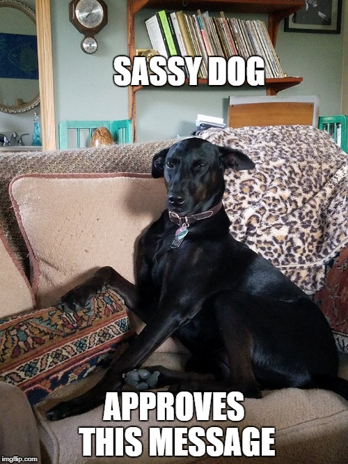 sassy dog | SASSY DOG; APPROVES THIS MESSAGE | image tagged in sassy,sassy dog,sassydog | made w/ Imgflip meme maker