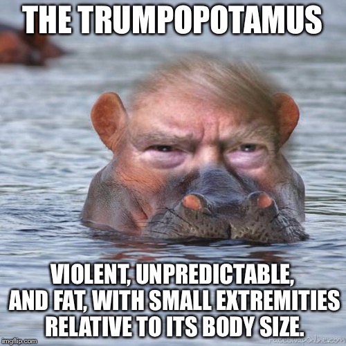 THE TRUMPOPOTAMUS; VIOLENT, UNPREDICTABLE, AND FAT, WITH SMALL EXTREMITIES RELATIVE TO ITS BODY SIZE. | made w/ Imgflip meme maker