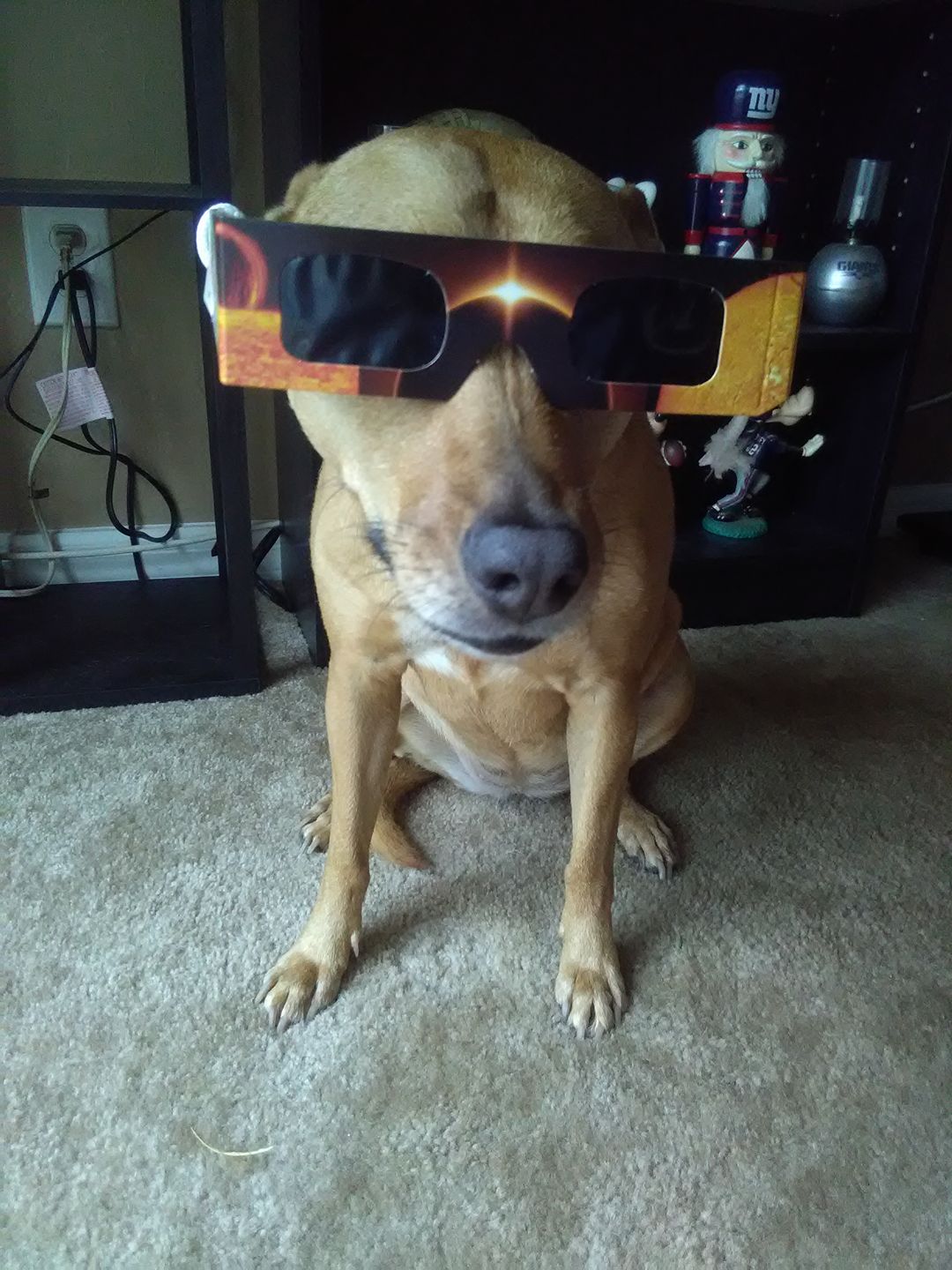 Eclipse Dog Blank Meme Template