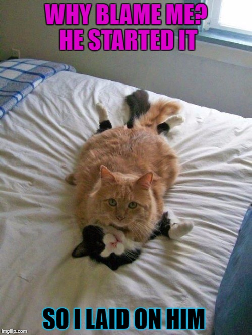 funny cats | WHY BLAME ME? HE STARTED IT; SO I LAID ON HIM | image tagged in funny cats | made w/ Imgflip meme maker