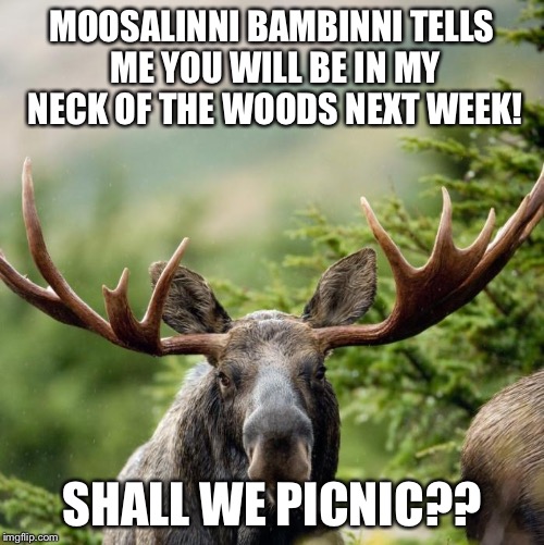 Moose | MOOSALINNI BAMBINNI TELLS ME YOU WILL BE IN MY NECK OF THE WOODS NEXT WEEK! SHALL WE PICNIC?? | image tagged in moose | made w/ Imgflip meme maker
