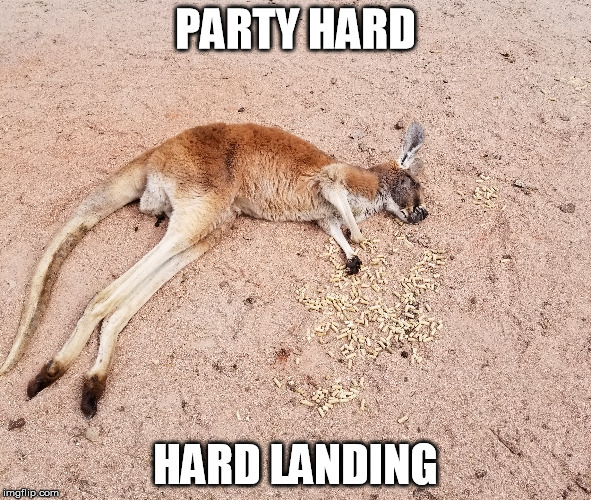 PARTY HARD; HARD LANDING | image tagged in funny,kangaroo | made w/ Imgflip meme maker