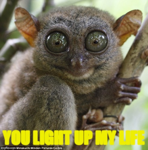 YOU LIGHT UP MY LIFE | made w/ Imgflip meme maker