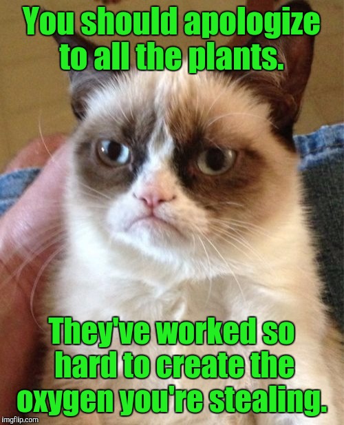 Grumpy Cat Meme | You should apologize to all the plants. They've worked so hard to create the oxygen you're stealing. | image tagged in memes,grumpy cat | made w/ Imgflip meme maker