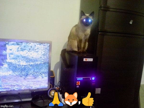 Internet Cat | image tagged in internet cat | made w/ Imgflip meme maker