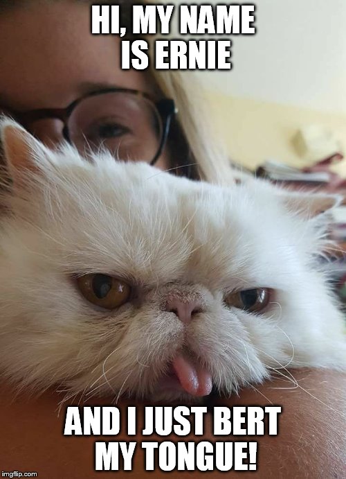 Bert and Ernie | HI, MY NAME IS ERNIE; AND I JUST BERT MY TONGUE! | image tagged in ernie the cat,bert and ernie,grumpy cat,funny cats,puns | made w/ Imgflip meme maker