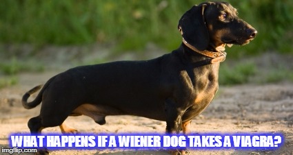 WHAT HAPPENS IF A WIENER DOG TAKES A VIAGRA? | image tagged in dog | made w/ Imgflip meme maker