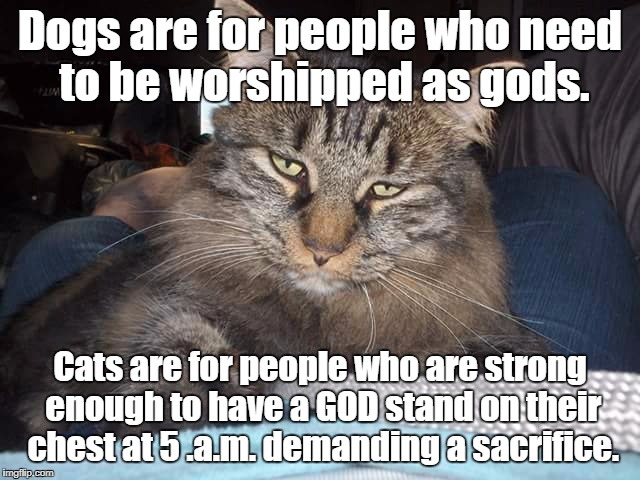 Skye - fixed
 | Dogs are for people who need to be worshipped as gods. Cats are for people who are strong enough to have a GOD stand on their chest at 5 .a.m. demanding a sacrifice. | image tagged in skye | made w/ Imgflip meme maker