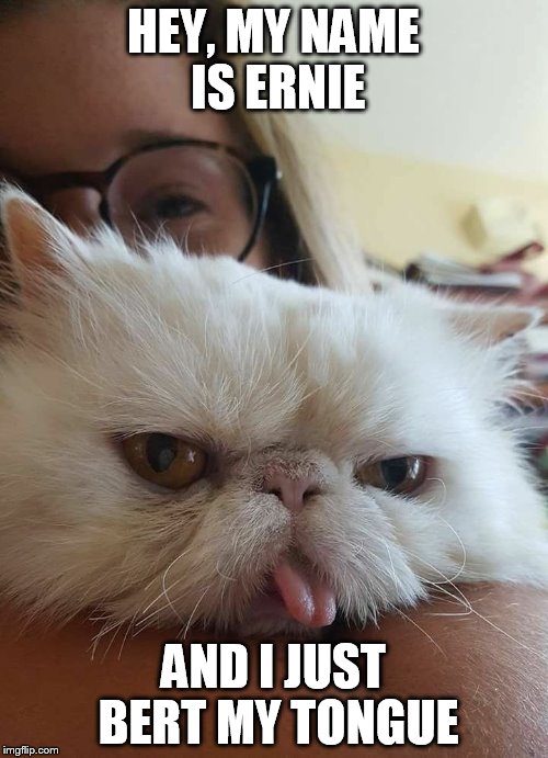 Ernie The Cat | HEY, MY NAME IS ERNIE AND I JUST BERT MY TONGUE | image tagged in ernie the cat | made w/ Imgflip meme maker