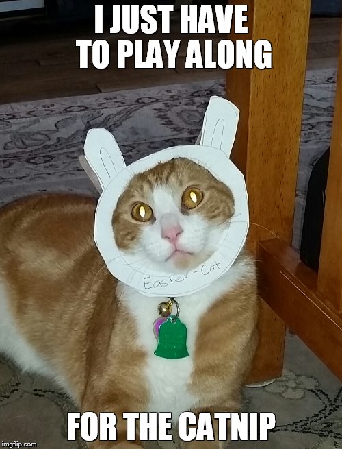 I JUST HAVE TO PLAY ALONG; FOR THE CATNIP | image tagged in bunny cat | made w/ Imgflip meme maker