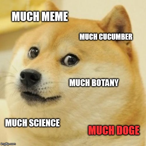 Doge Meme | MUCH MEME MUCH CUCUMBER MUCH BOTANY MUCH SCIENCE MUCH DOGE | image tagged in memes,doge | made w/ Imgflip meme maker