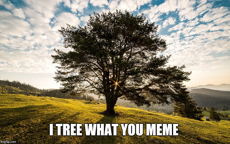Tree what I did? | I TREE WHAT YOU MEME | image tagged in bad pun | made w/ Imgflip meme maker