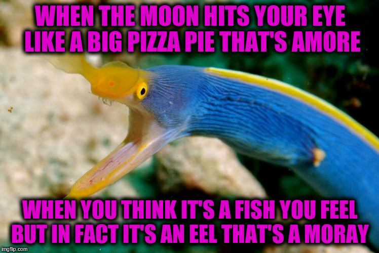 Adaptation of Dean Martin's "That's Amore"  | WHEN THE MOON HITS YOUR EYE LIKE A BIG PIZZA PIE THAT'S AMORE; WHEN YOU THINK IT'S A FISH YOU FEEL BUT IN FACT IT'S AN EEL THAT'S A MORAY | image tagged in blue ribbon eel,memes,funny,song lyrics,that's amore | made w/ Imgflip meme maker