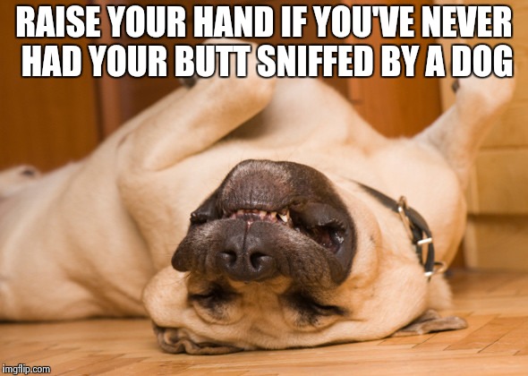 Sleeping dog | RAISE YOUR HAND IF YOU'VE NEVER HAD YOUR BUTT SNIFFED BY A DOG | image tagged in sleeping dog | made w/ Imgflip meme maker
