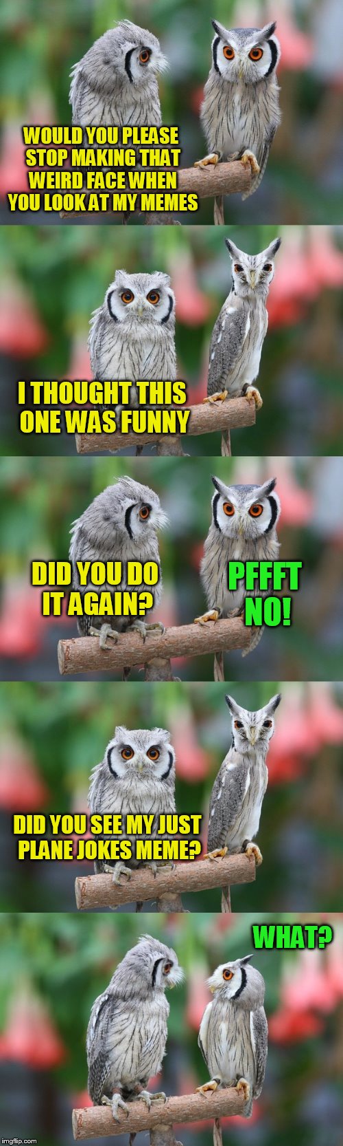 This Is How It Feels When Showing Friends And Family My Memes! | WOULD YOU PLEASE STOP MAKING THAT WEIRD FACE WHEN YOU LOOK AT MY MEMES; I THOUGHT THIS ONE WAS FUNNY; DID YOU DO IT AGAIN? PFFFT NO! DID YOU SEE MY JUST PLANE JOKES MEME? WHAT? | image tagged in memes,dashhopes,owls,friends and family,funny face,fowl puns | made w/ Imgflip meme maker