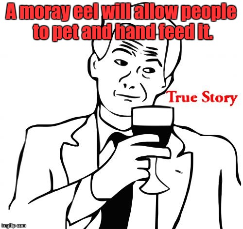 A moray eel will allow people to pet and hand feed it. | image tagged in true story | made w/ Imgflip meme maker