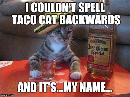 HIS BROTHER TUNA NUT WARNED HIM ABOUT THE SOBRIETY TEST! (tyvm to BBCimage for inspiration and isayisay for u shd post this) :D | I COULDN'T SPELL TACO CAT BACKWARDS; AND IT'S...MY NAME... | image tagged in funny,partycat,humor,cats,animals,memes | made w/ Imgflip meme maker