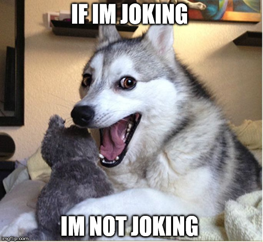 joking husky | IF IM JOKING; IM NOT JOKING | image tagged in joking husky | made w/ Imgflip meme maker