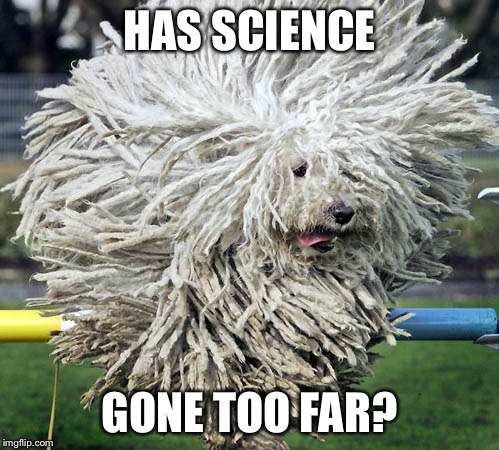 HAS SCIENCE; GONE TOO FAR? | image tagged in puffy dog,dog,belgium,funny,has science gone too far | made w/ Imgflip meme maker