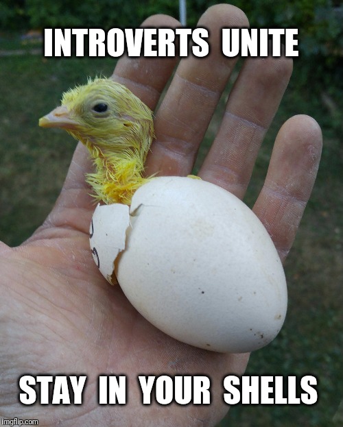 This happened yesterday at my house.  Peacock chick hatching. |  INTROVERTS  UNITE; STAY  IN  YOUR  SHELLS | image tagged in peacock,egg,shell,introvert | made w/ Imgflip meme maker