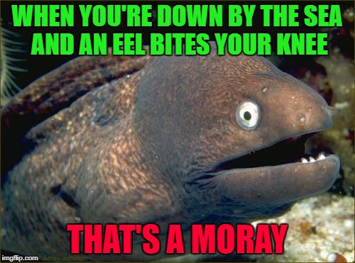 WHEN YOU'RE DOWN BY THE SEA AND AN EEL BITES YOUR KNEE THAT'S A MORAY | made w/ Imgflip meme maker