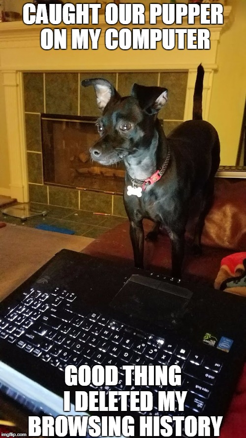 Pupper Browsing | CAUGHT OUR PUPPER ON MY COMPUTER; GOOD THING I DELETED MY BROWSING HISTORY | image tagged in pupper,hey internet | made w/ Imgflip meme maker