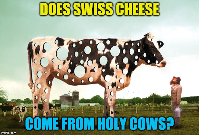 Let's start a new moovement | DOES SWISS CHEESE COME FROM HOLY COWS? | image tagged in holy cow,cheesy jokes,memes | made w/ Imgflip meme maker